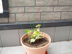 ���l�E���q�̎������|���