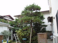 ���q�̑����E�K�[�f�j���O�̙���