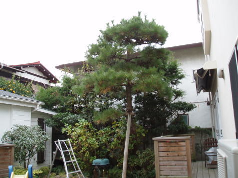 ���l�E���q�̙���